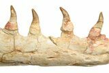 Mosasaur Jaw Section with Twelve Teeth - Morocco #189998-2